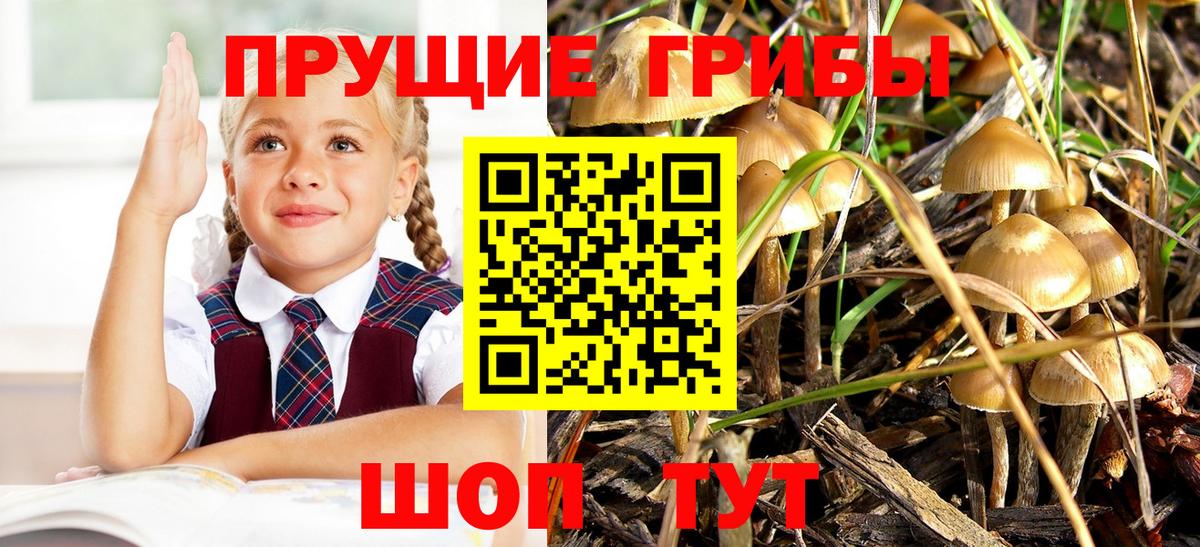 Галлюциногенные грибы Psilocybine cubensis Богданович